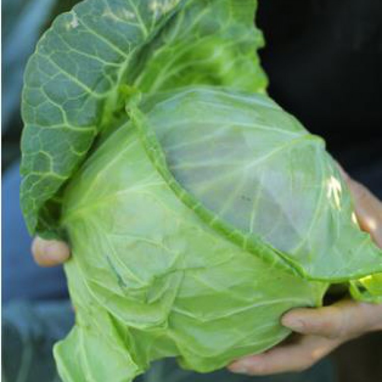 甘蓝苗蔬菜秧苗大头菜南方包心菜秧苗