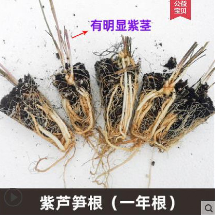 芦笋带土苗根 菜苗幼苗根芦笋苗