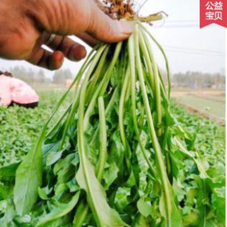 荠荠菜种子大叶四季菜籽香蔬菜种籽孑菜种野菜芨芨菜菜种